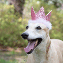 HUXLEY & KENT Party Crown Pink L