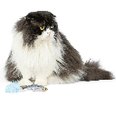 HUXLEY & KENT Cat Sardine
