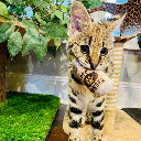 HUXLEY & KENT Cat Toto's Pawdka