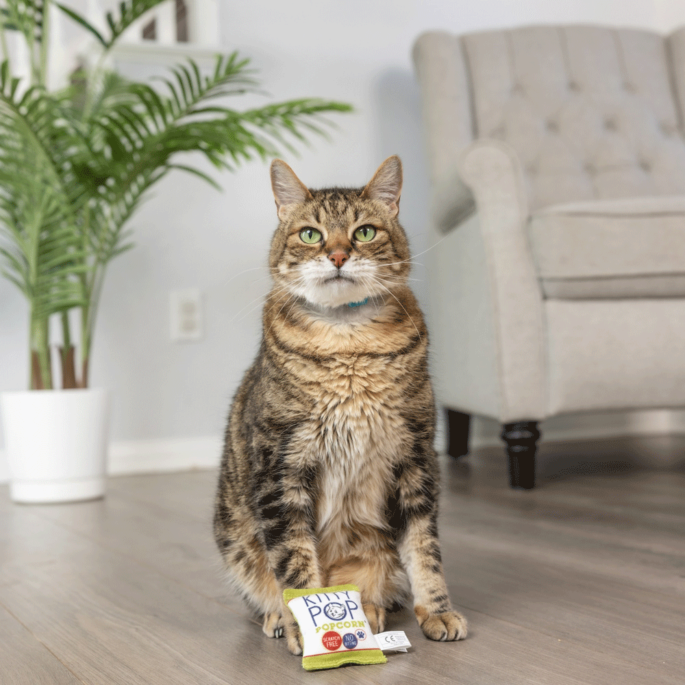 HUXLEY & KENT Cat Kitty Pop