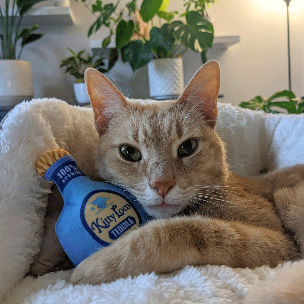 HUXLEY & KENT Cat Kitty Loco Tequilia