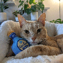 HUXLEY & KENT Cat Kitty Loco Tequilia