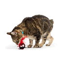 HUXLEY & KENT Cat Flinger Ladybug