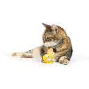 HUXLEY & KENT Cat Flinger Bumble Bee
