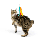 HUXLEY & KENT Cat Wand Teaser Treatos Snacks