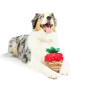 HUXLEY & KENT Dog Power Plush Choc. Strawberry L