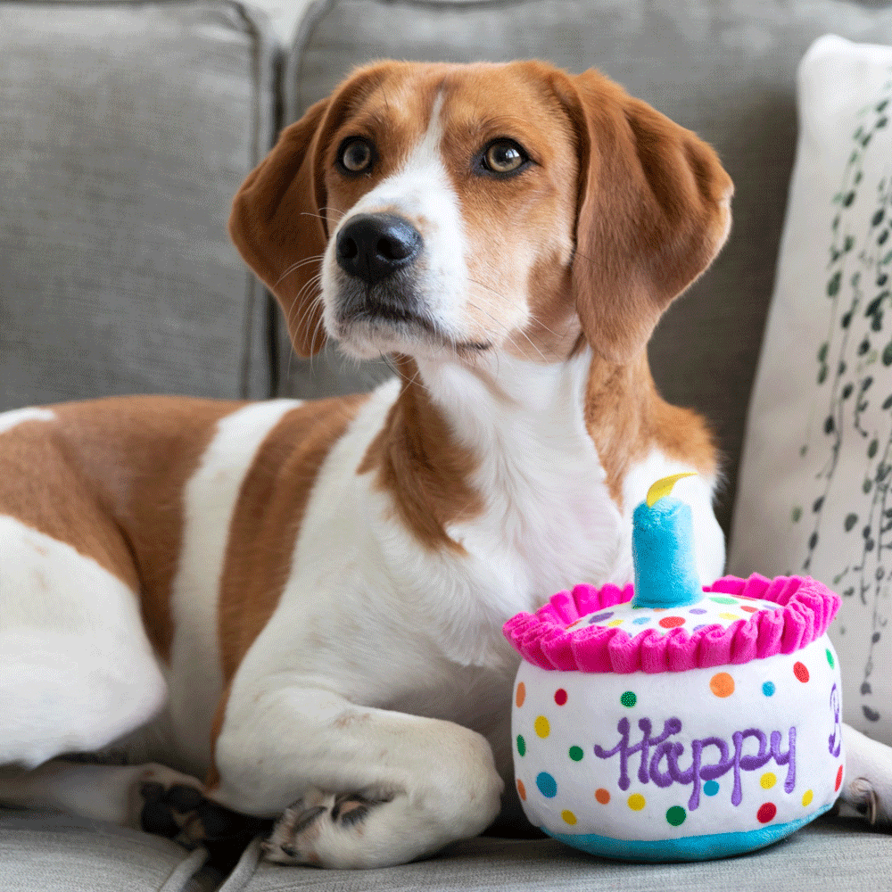 HUXLEY & KENT Dog Power Plush Happy Barkday Cake S