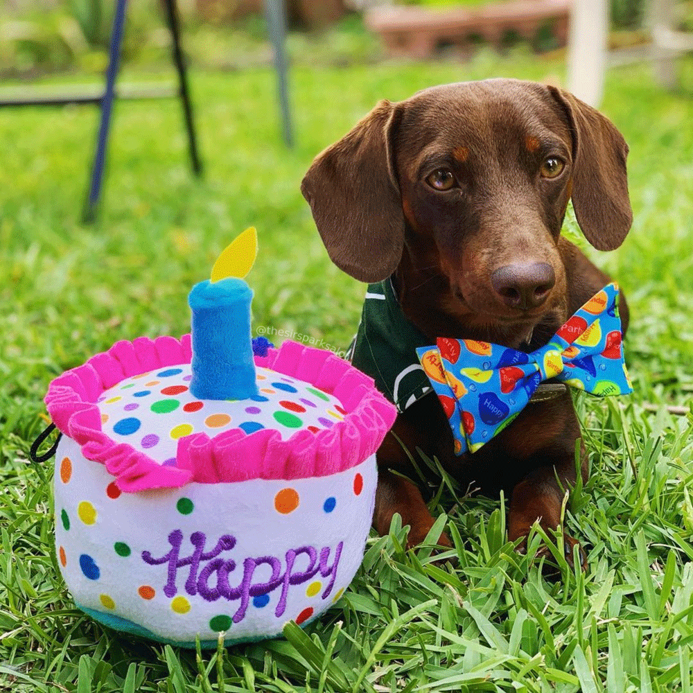 HUXLEY & KENT Dog Power Plush Happy Barkday Cake L
