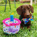 HUXLEY & KENT Dog Power Plush Happy Barkday Cake L