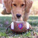 HUXLEY & KENT Dog Power Plush Football L