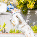 HUXLEY & KENT Dog Power Plush Fido Loco Tequila S