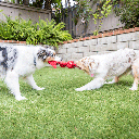 HUXLEY & KENT Dog Slappies Claude Lobster S