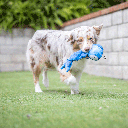 HUXLEY & KENT Dog Slappies Jack Hammerhead S