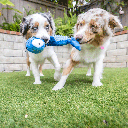 HUXLEY & KENT Dog Slappies Jack Hammerhead L