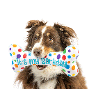 HUXLEY & KENT Dog Power Plush It's My Barkday Bone L