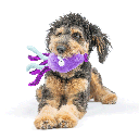 HUXLEY & KENT Dog Slappies Squiggly Squid S