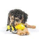 HUXLEY & KENT Dog Slappies Buzz Bee S
