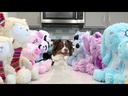 HUXLEY & KENT Dog Slappies Buzz Bee L