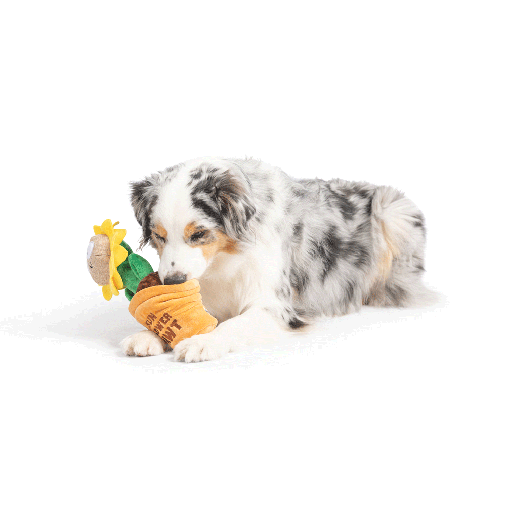 HUXLEY & KENT Dog Seek 'n Treat Sunflower Pawt S