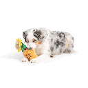 HUXLEY & KENT Dog Seek 'n Treat Sunflower Pawt S