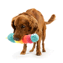 HUXLEY & KENT Dog Fetchies Caterpillar L