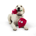 HUXLEY & KENT Dog Pop 'n Fetch Beet L