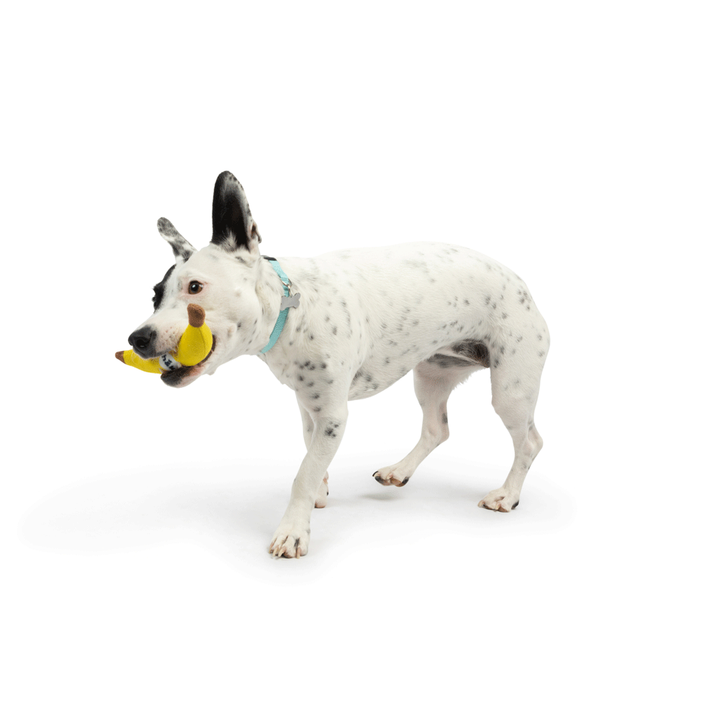 HUXLEY & KENT Dog Tiny Tuff Bruiser Banana