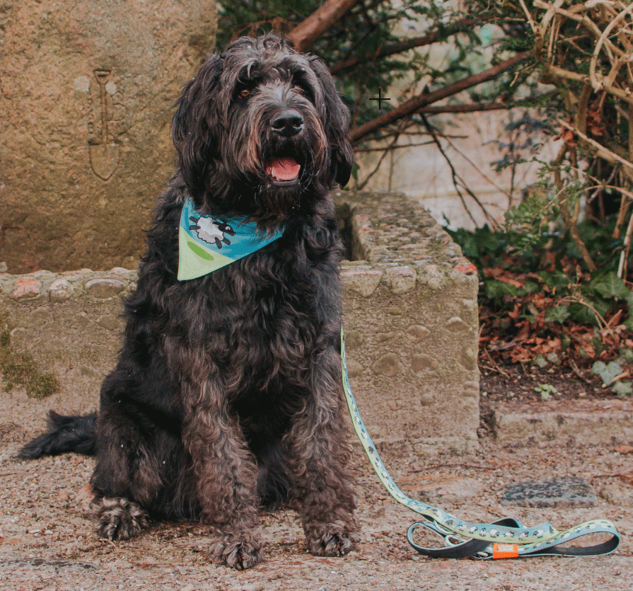 MAX&MOLLY Bandana Black Sheep XS/S
