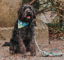 MAX&MOLLY Bandana Black Sheep XS/S
