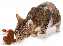 PLAY-N-SQUEAK Backyard Bunny Cat Toy