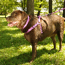 COASTAL Comfort Wrap Harness 26-38x1 Orchid