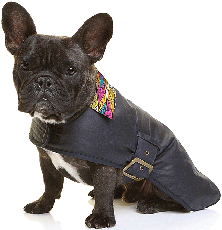 [OBT56548] *OUTBACK TAILS Oil Skin Dog Coat Sand Dunes M