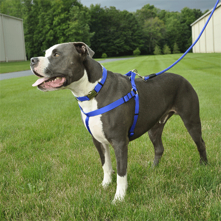 [CA6945 BLUE] COASTAL Comfort Wrap Harness 26-38x1 Blue